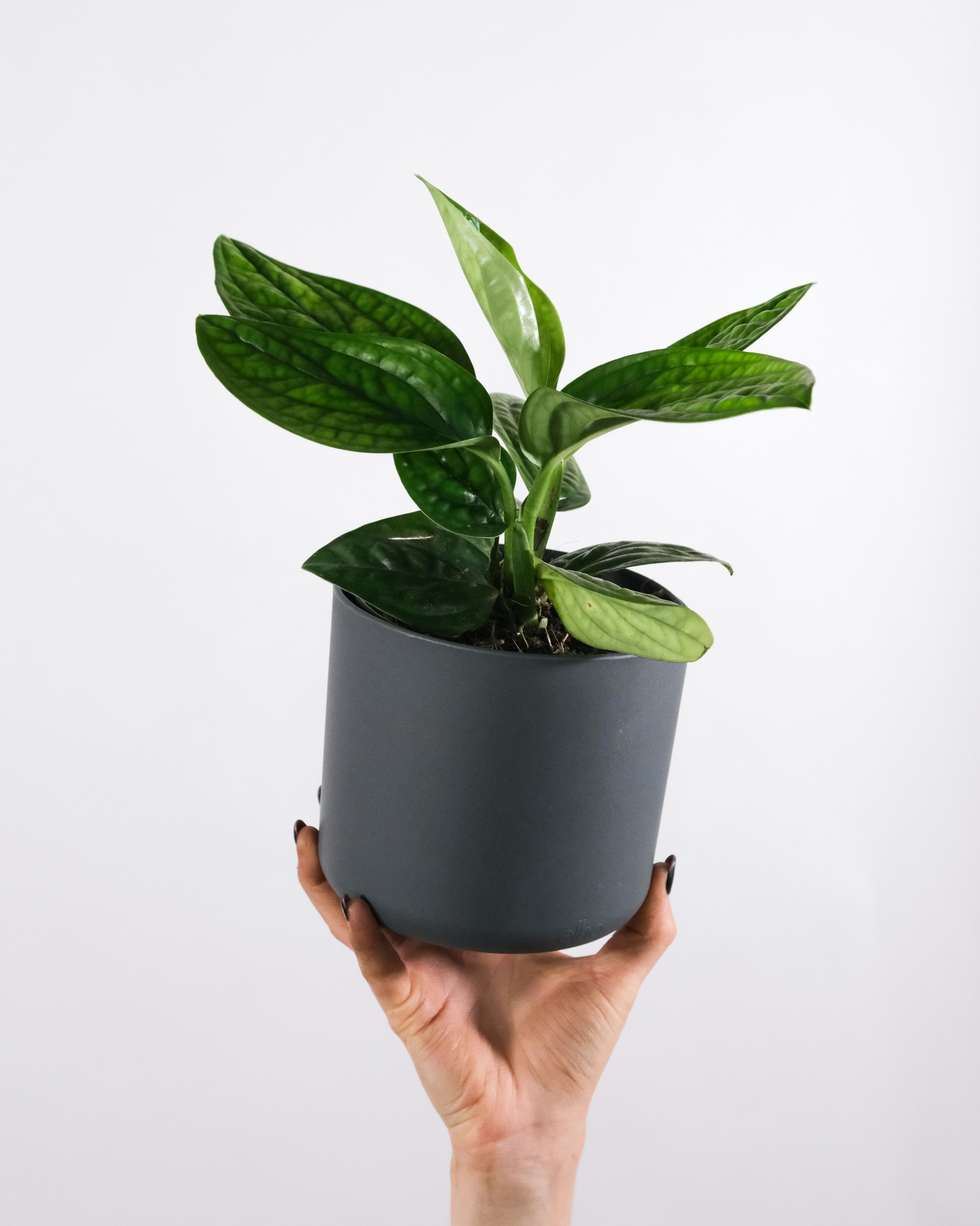 person holding green potted plant